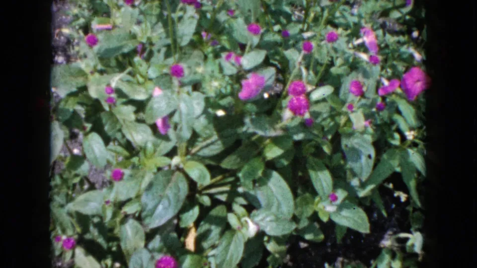 A close 8mm view of the Wauconda garden shows dense green leaves with purple globe-like blooms and pink flowers.