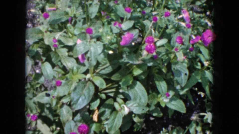 The garden bed remains in close view, showing layered green foliage, scattered purple blooms, and a few larger pink blossoms.
