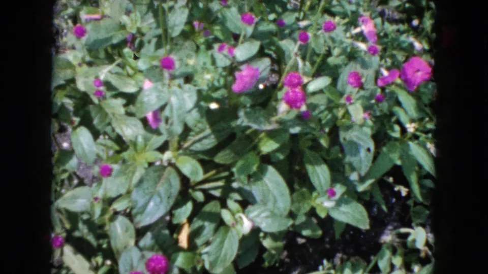 A final close view shows the same flower bed with purple blooms, glossy green leaves, and the dark edge of the 8mm frame.