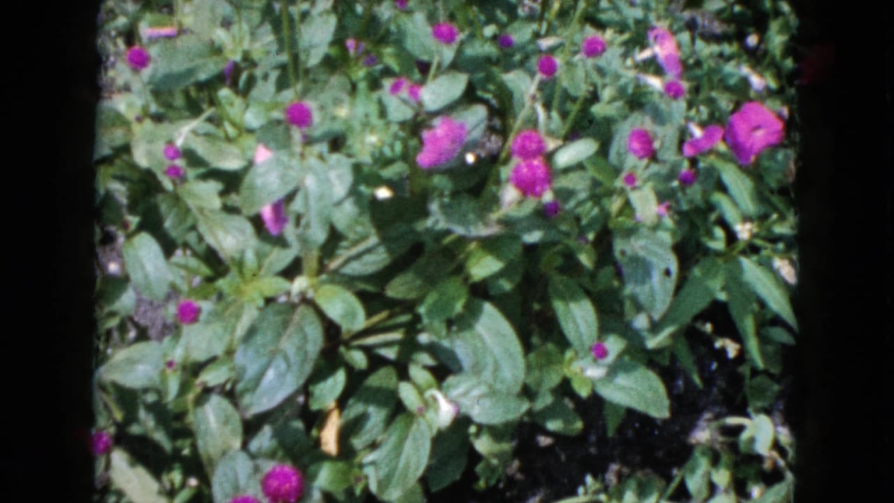 1960 Wauconda home-movie frame showing magenta blooms and leafy garden plants in bright daylight.