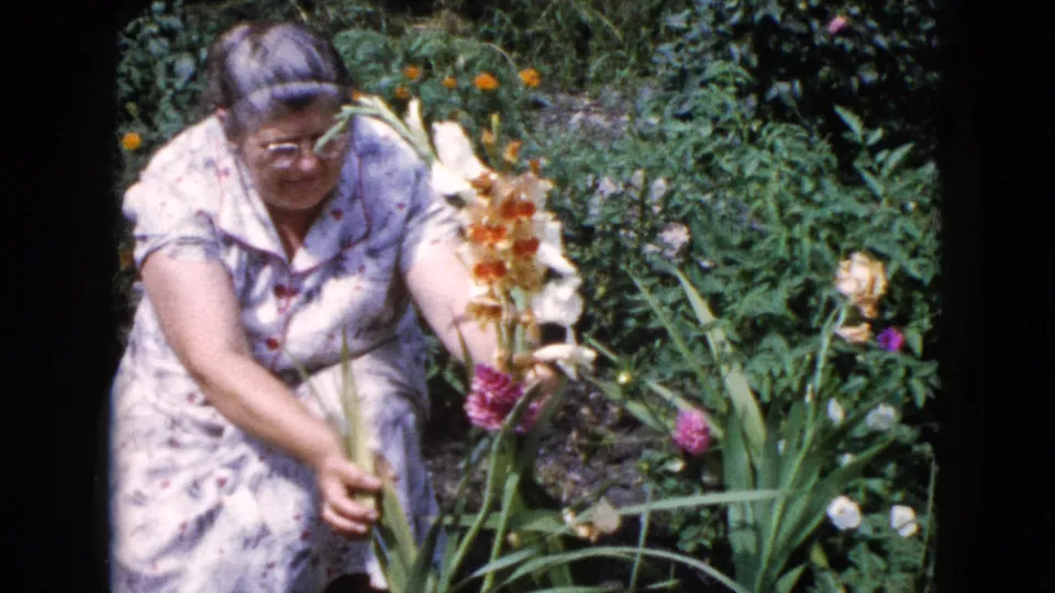 Adult woman in glasses and a floral dress tends tall gladiolus-like flowers in a Wauconda garden in 1960.