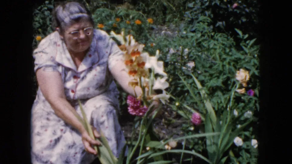 Adult woman in a pale floral dress crouches beside gladiolus-like flowers in the 1960 Wauconda garden footage.