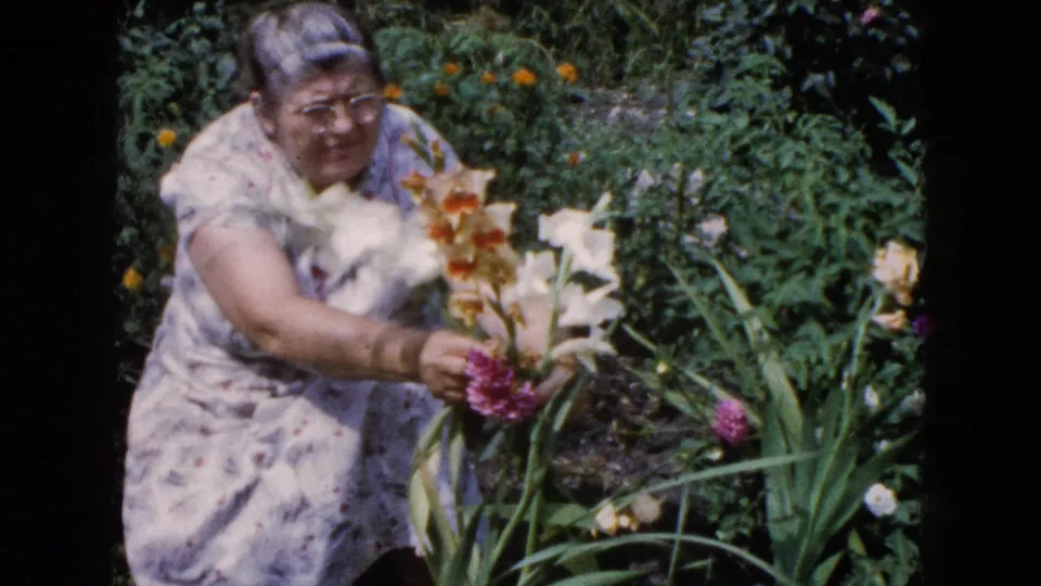Adult woman reaches toward magenta and pale gladiolus-like flowers in a sunlit Wauconda garden, 1960.