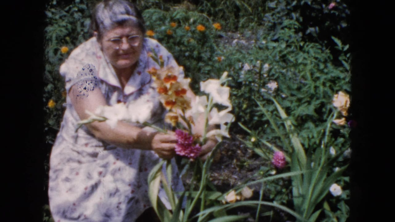 In Wauconda, Illinois in 1960, a woman in glasses and a floral dress tends gladiolus flowers in a sunlit garden.