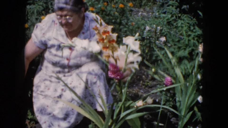 A 1960 Wauconda home-movie frame shows the woman bending near gladiolus leaves and blossoms in bright garden light.