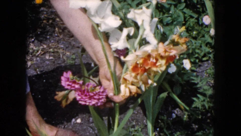A close garden detail shows the woman's hand holding gladiolus and other colorful blooms in the 1960 Wauconda footage.