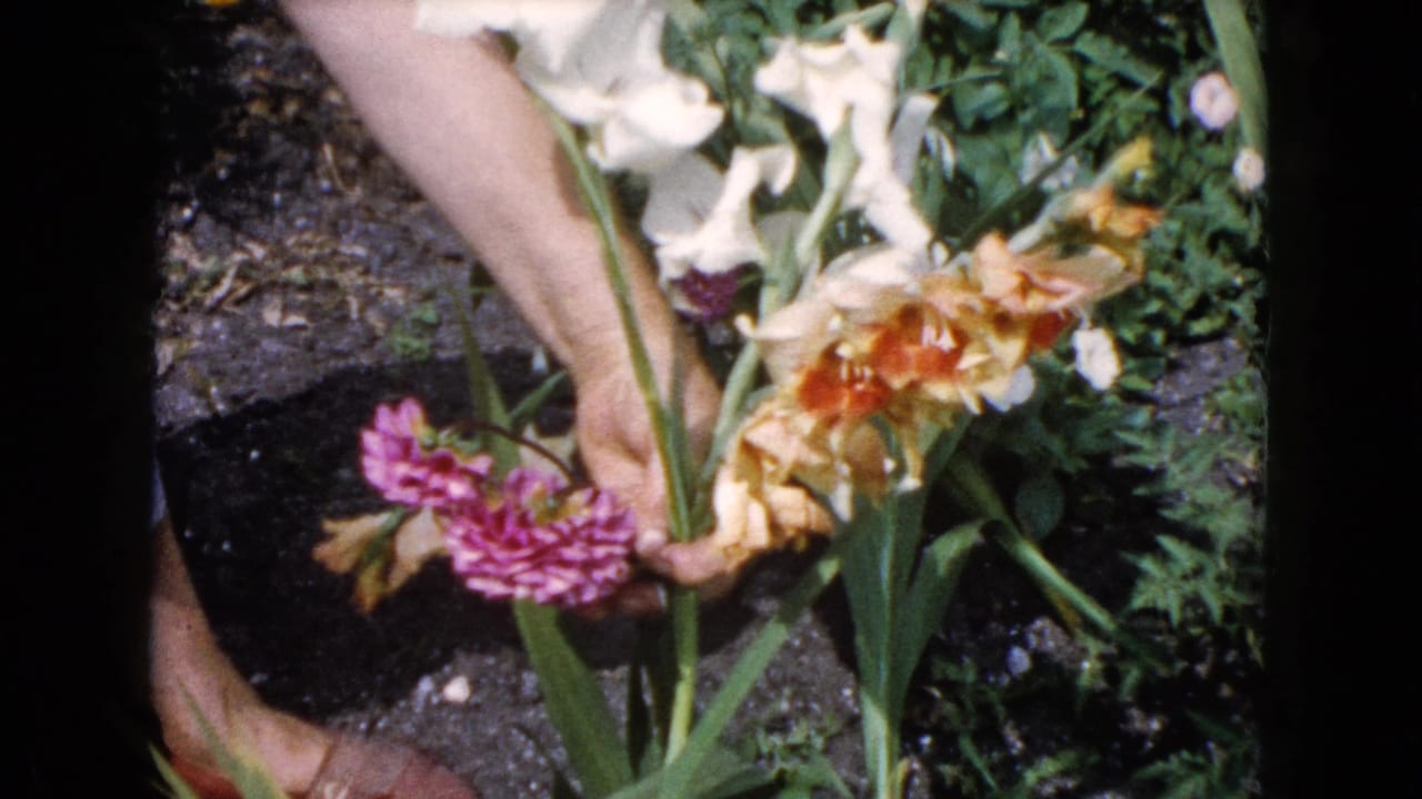 In 1960 Wauconda, Illinois home-movie footage, a hand reaches into a flower bed with yellow, white, and purple blooms.