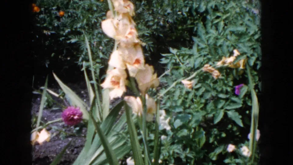 A pale gladiolus stalk fills the frame in 1960 home-movie footage, surrounded by leaves, soil, and smaller purple flowers.