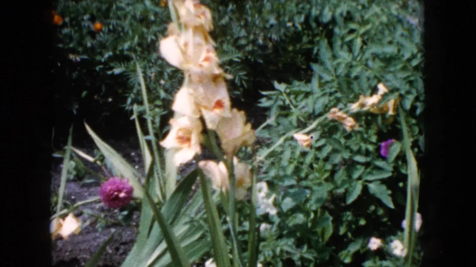 The final frame holds on a pale gladiolus in a leafy Wauconda garden, with soft focus and dark 8mm frame edges.