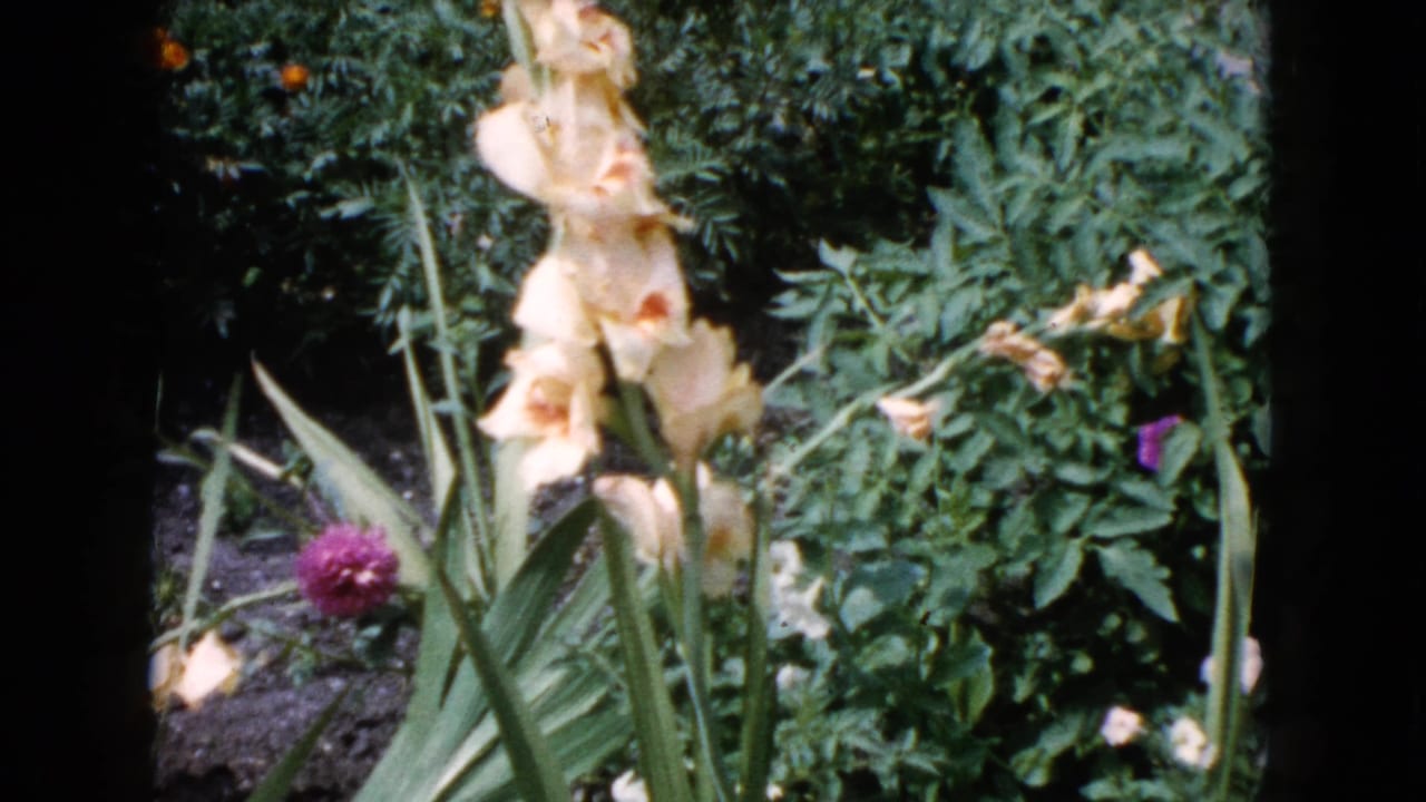 Pale flowers and green leaves fill a sunny garden frame.