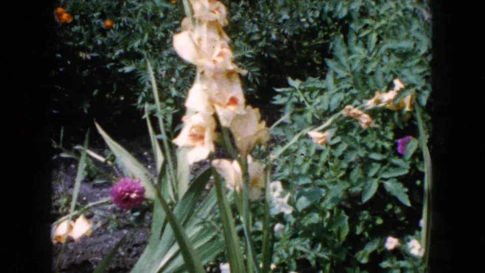 Soft 8mm frame of pale blossoms, long leaves, and dense green garden foliage in Wauconda, Illinois, 1960.