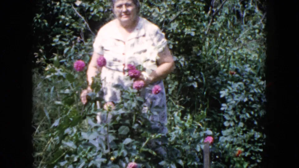 Woman in a light patterned dress and glasses stands among pink flowers in a Wauconda, Illinois garden in 1960.