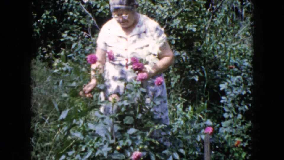 Woman in glasses tends pink flowers among leafy plants in Wauconda, Illinois home-movie footage from 1960.