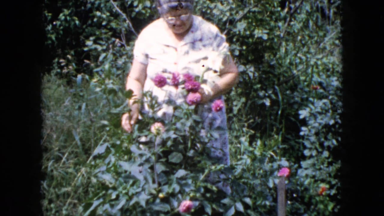 Older woman standing among pink flowers and green garden foliage.