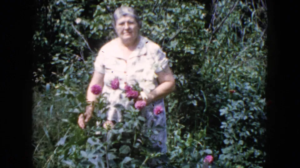 Older woman in glasses tends pink garden flowers amid dense green foliage in this 1960 home-movie frame.