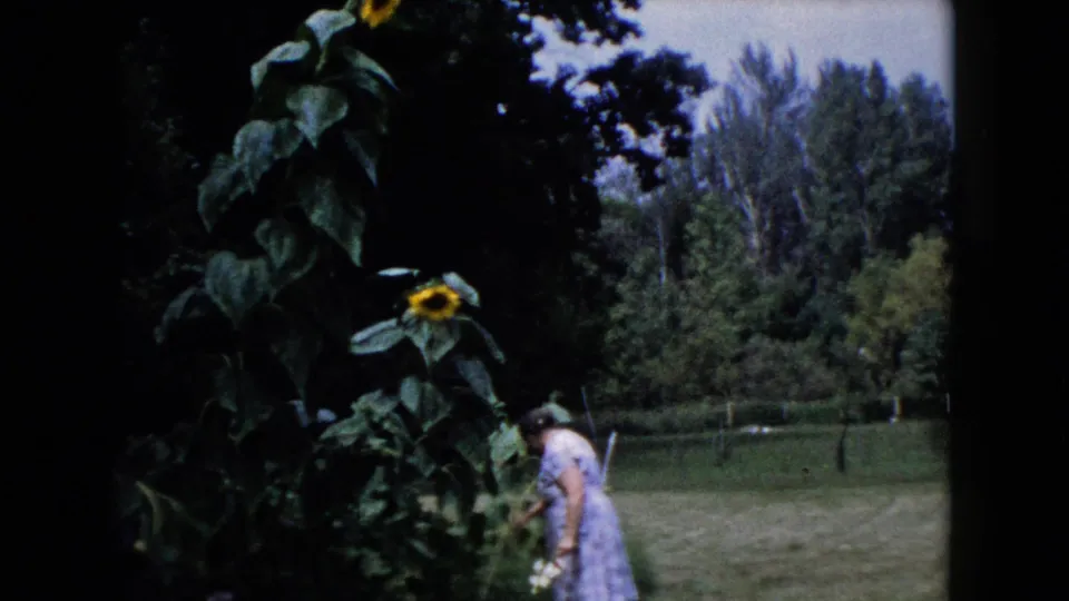 A woman bends near a tall sunflower at the edge of a garden, with lawn and trees visible in Wauconda, Illinois.