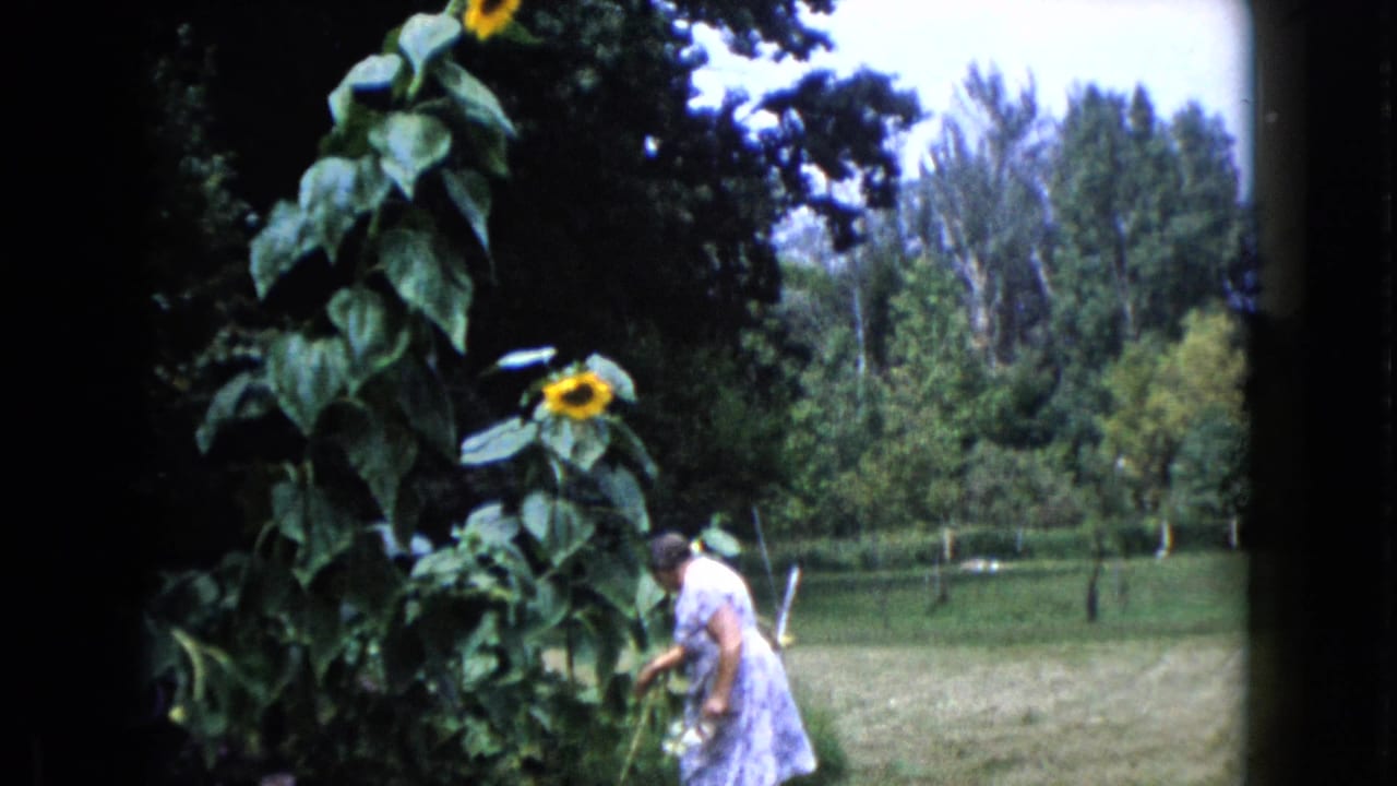In Wauconda, Illinois, 1960, a woman bends beside tall sunflowers and garden foliage in a sunny backyard.