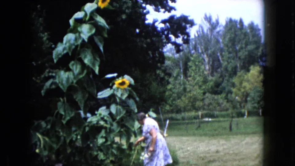 In Wauconda, Illinois, 1960, a woman bends beside tall sunflowers and garden foliage in a sunny backyard.