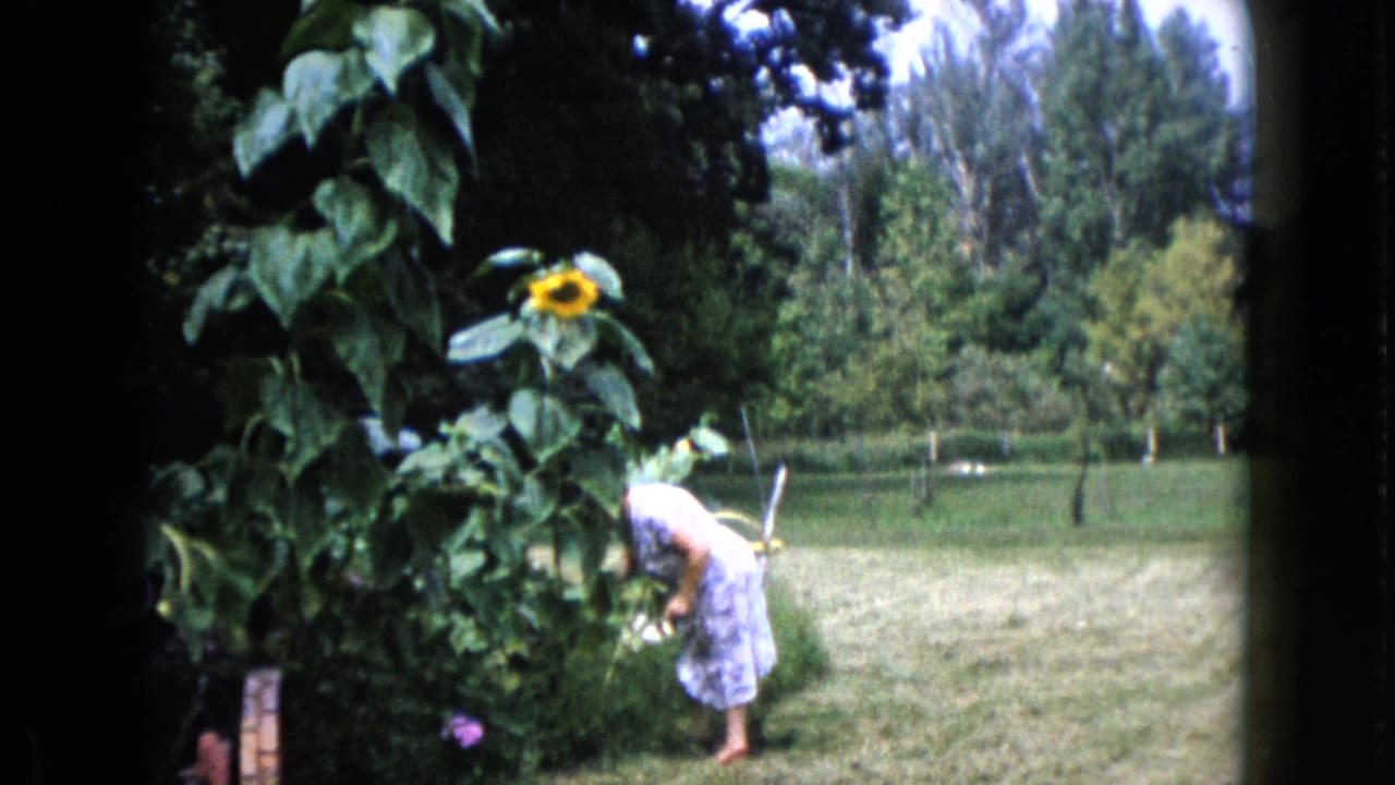 Woman bends lower among garden plants with sunflowers and lawn behind her.