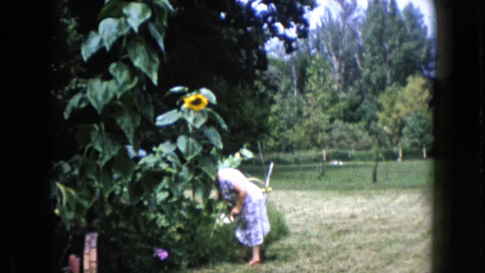 The woman leans into the garden plants, framed by sunflowers, lawn, and trees in the 1960 Wauconda backyard scene.
