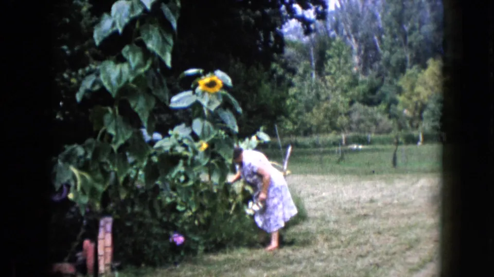A woman in a light patterned dress reaches into dense foliage near tall sunflowers in the Wauconda garden footage.