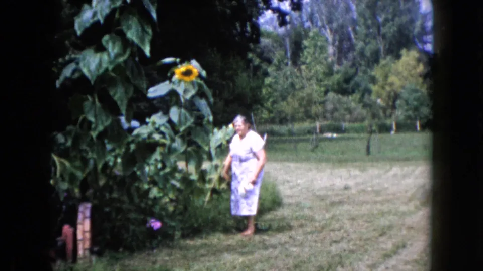 The woman stands beside tall sunflower plants in a sunny Wauconda, Illinois backyard, with trees and lawn behind her.
