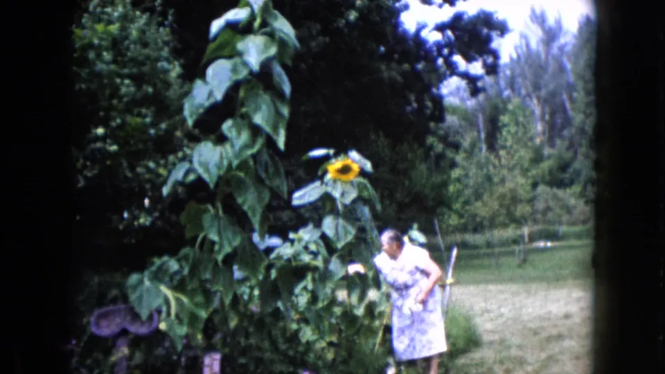 An adult woman stands by tall garden plants and a sunflower in a Wauconda backyard scene dated by metadata to 1960.