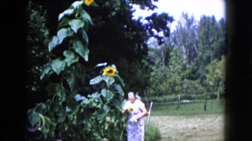 The woman bends near the garden and appears to hold a small yellow flower or object beside the sunflower in 1960 Wauconda footage.