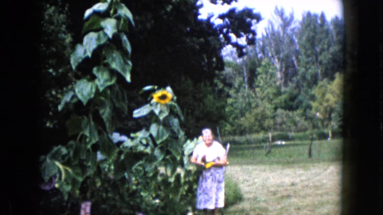 A woman in Wauconda, Illinois, 1960, stands in a garden beside tall sunflower stalks and trees.