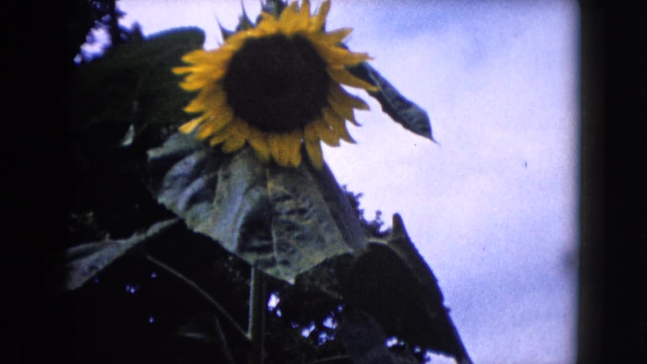 Close view of a large sunflower against pale sky and dark foliage.