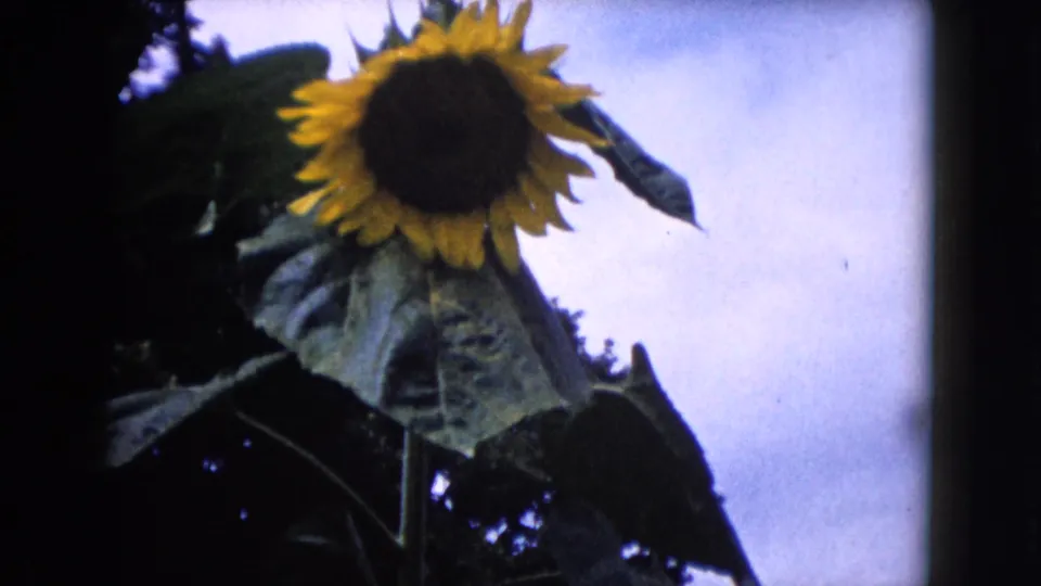 Close-up 1960 8mm view of a large sunflower head with broad leaves against a pale sky in Wauconda.
