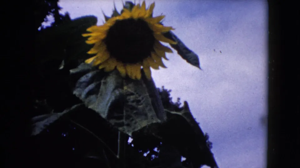 A low-angle 8mm close view shows a tall sunflower with broad leaves silhouetted against a soft blue sky.