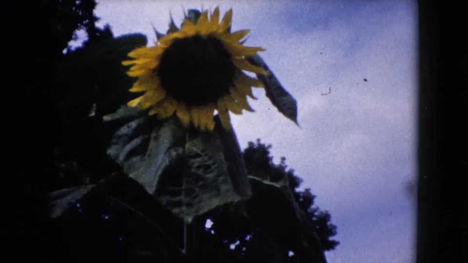 Close 1960 home-movie frame of a sunflower head and drooping leaves beside dark tree foliage and pale sky.