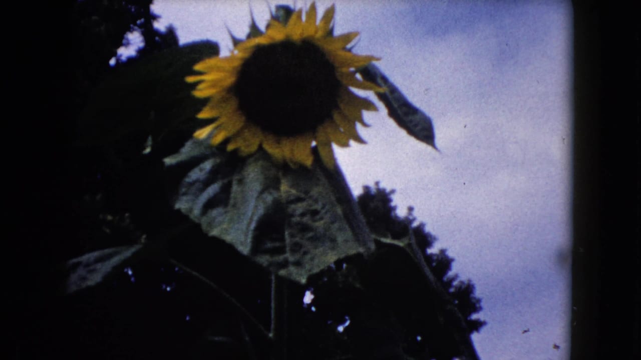 Tall sunflower against a cloudy sky with dark trees around the frame.