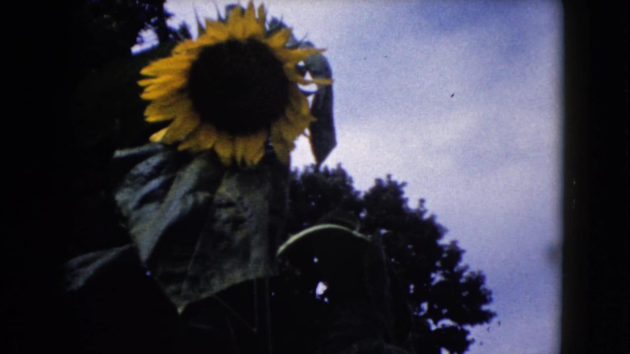 Handheld 8mm view of a sunflower and broad leaves in Wauconda, Illinois, with cloudy sky and dark tree line behind it.