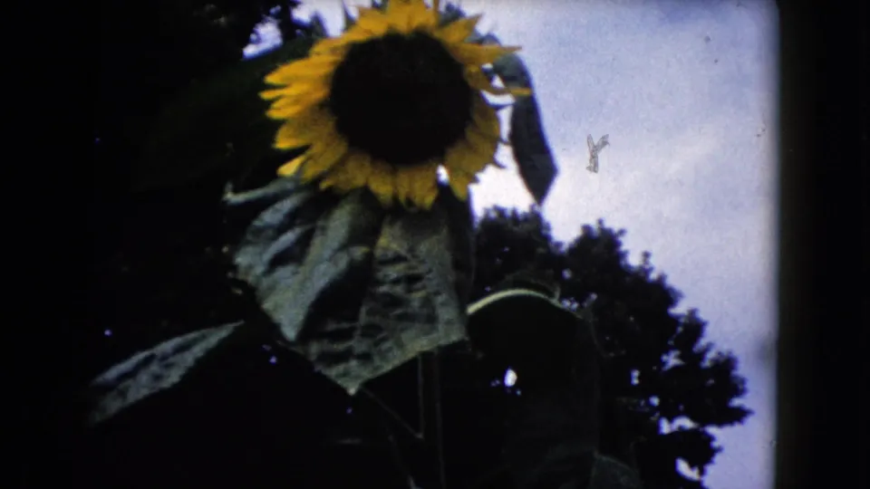 1960 home-movie frame of a garden sunflower with drooping leaves, cloudy sky, and dark trees in the background.