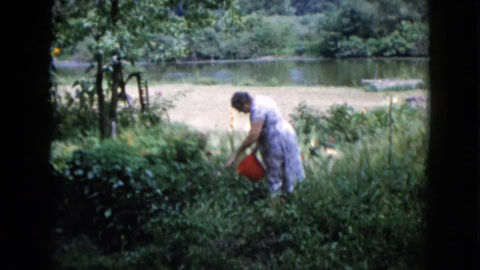 The woman leans into the plants with a red bucket in the foreground of this 1960 Wauconda garden scene, with pond and trees behind.