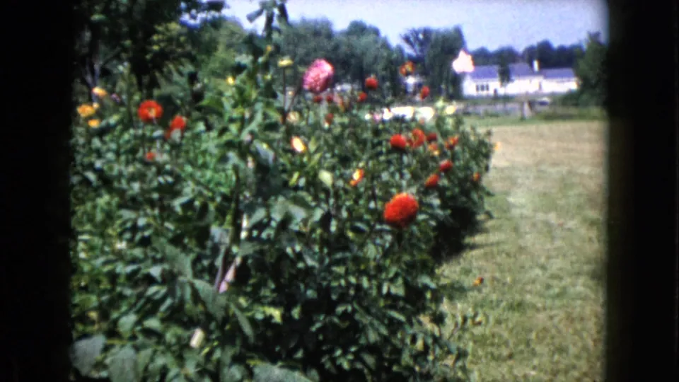 A garden bed in Wauconda shows red and pink flowers, green leaves, open grass, and white houses in the background.