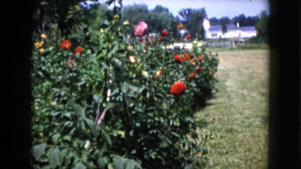 The final frame looks across a leafy flower bed toward a mowed lawn and white houses, consistent with the 1960 Wauconda home-movie setting.