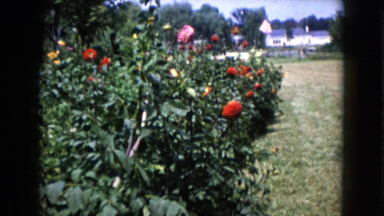 1960 Wauconda, Illinois 8mm view of tall garden flowers, a grassy yard, trees, and a distant white ranch-style house.