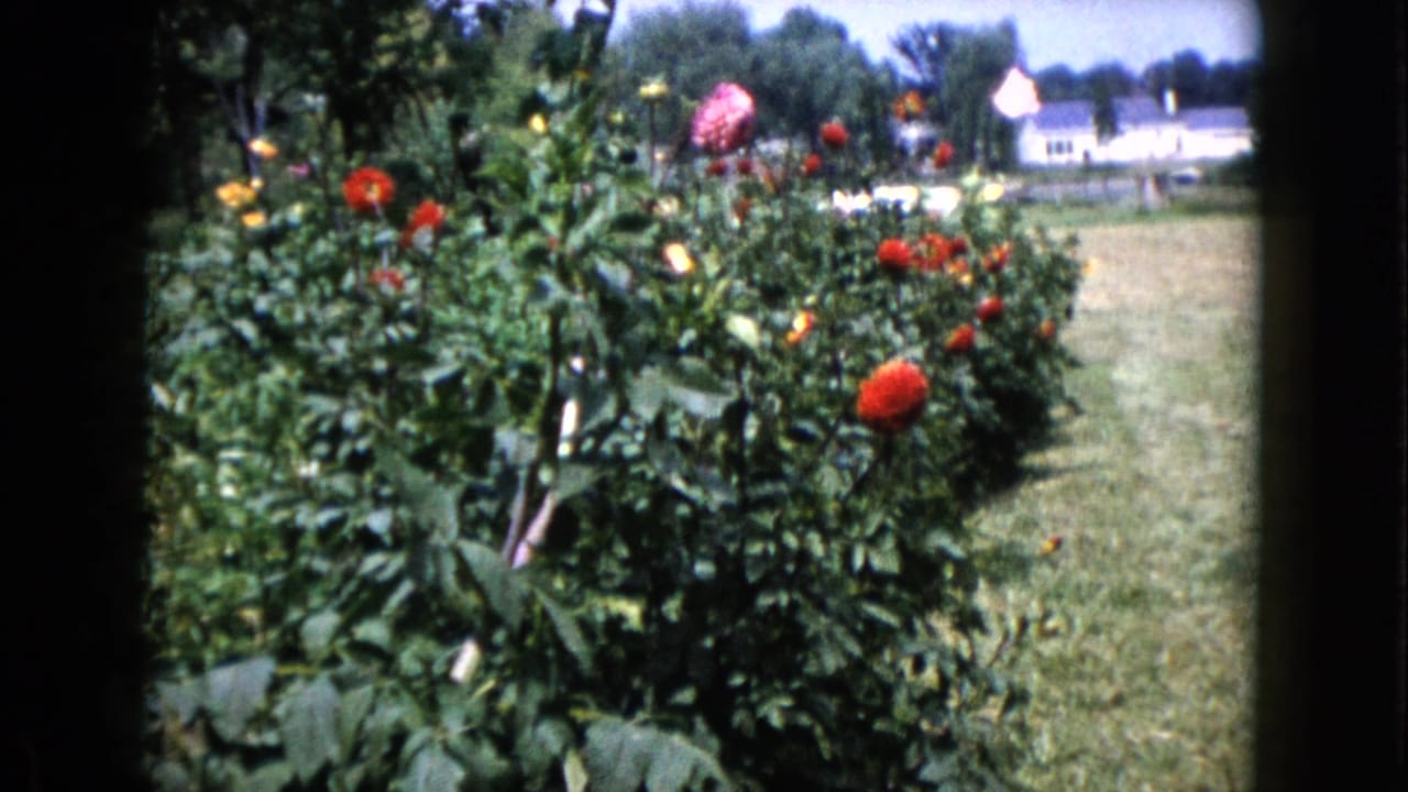 Dense flower bed with red and pink blooms, lawn, trees, and distant house.