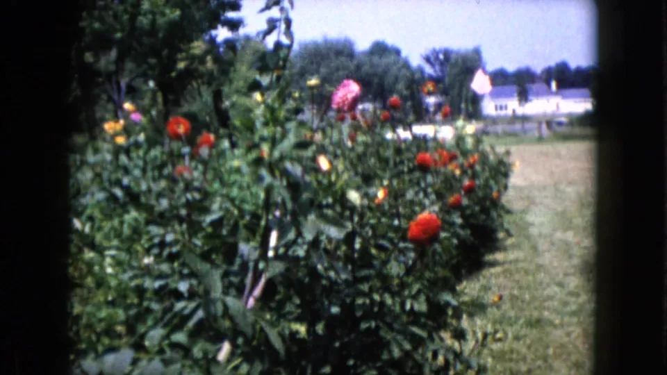 1960s 8mm garden view in Wauconda with dahlias or similar blooms, leafy stems, open grass, and a distant white house.