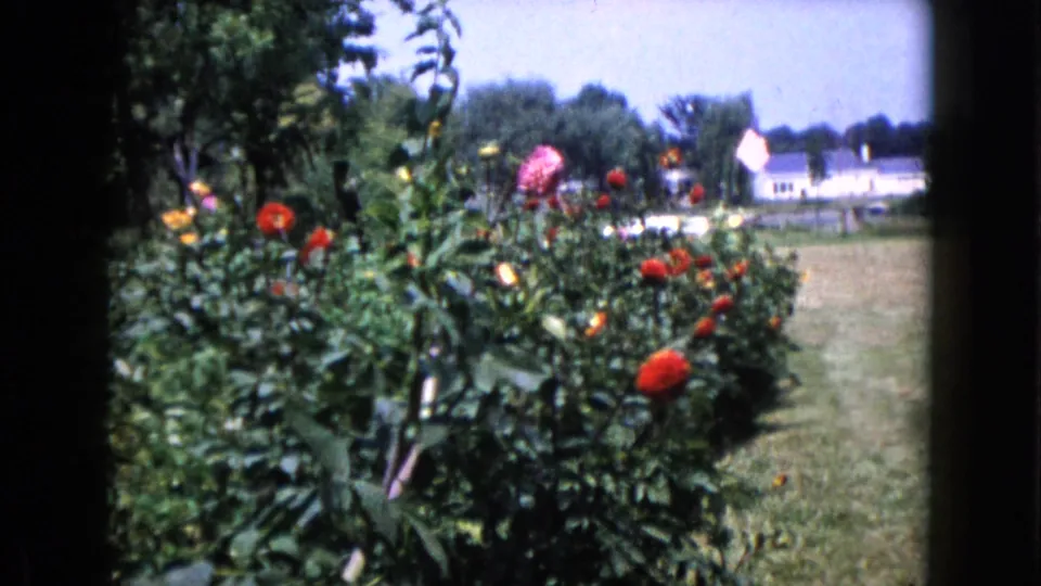 Wauconda, Illinois home-movie frame showing colorful garden flowers, a grassy yard, trees, and a distant ranch-style house.