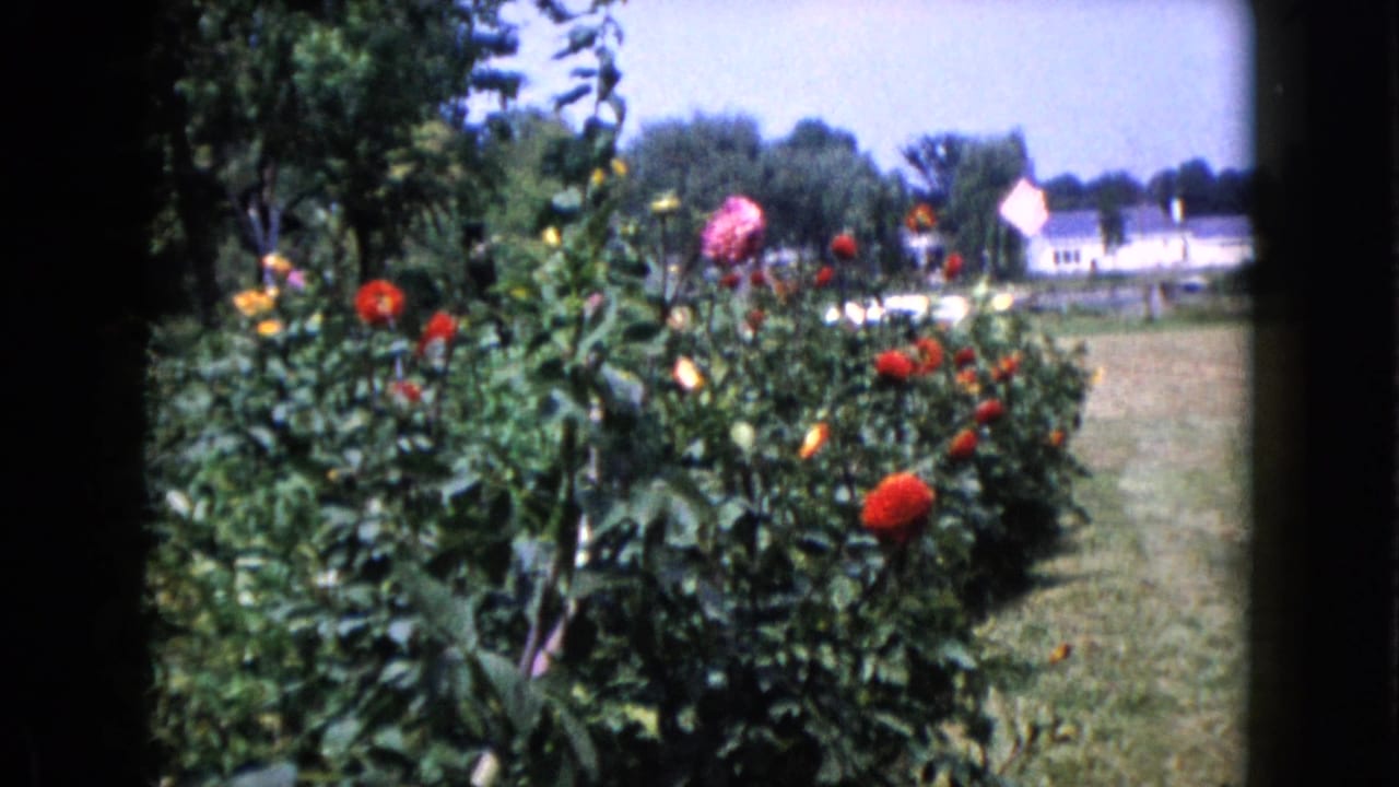 Flower garden with red and pink blooms, green foliage, lawn, trees, and distant houses.