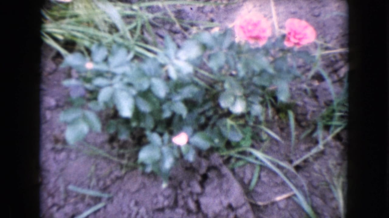 1960 Wauconda, Illinois home-movie frame with a close, soft-focus view of pink roses, leafy stems, and exposed garden soil.