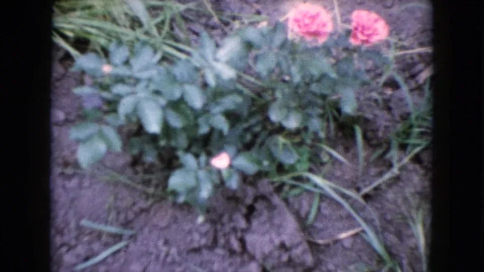 1960 Wauconda, Illinois home-movie frame showing pink rose blooms above leafy growth and uneven soil in a handheld close-up.