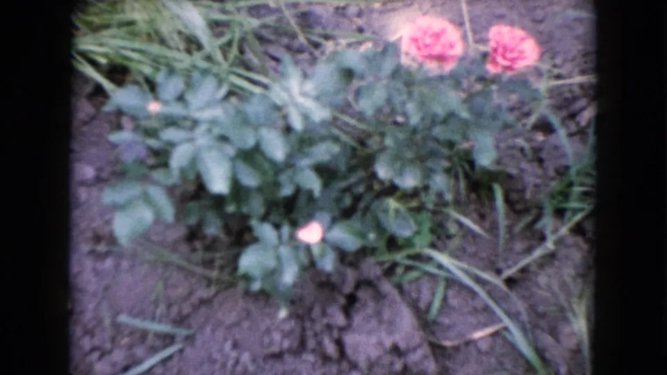 1960 Wauconda, Illinois home-movie frame with pink roses, green foliage, exposed soil, and dark 8mm frame borders.