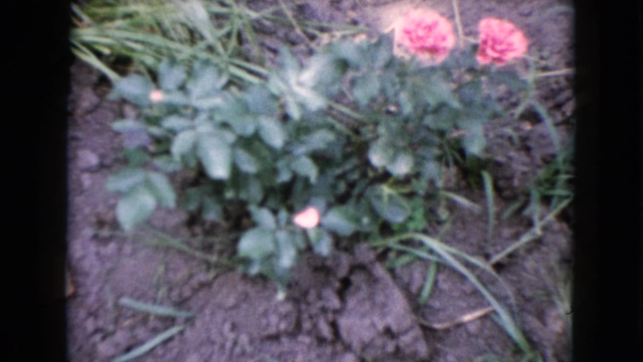 Close view of pink roses and leafy plants in a Wauconda, Illinois garden, recorded on 8mm home-movie film around 1960.