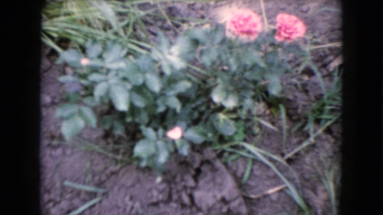 Pink roses and leafy garden plants seen from above.