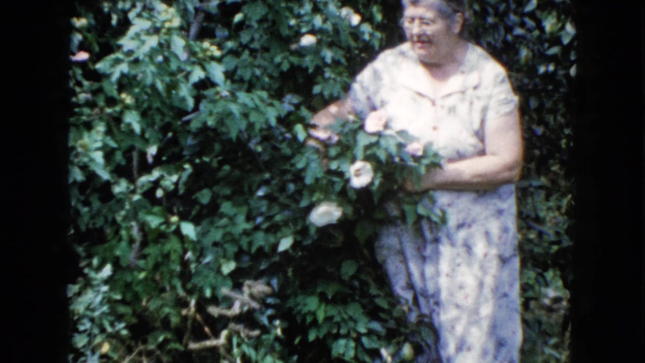 1960 Wauconda home-movie frame showing a woman in a floral dress picking roses from a dense green bush.